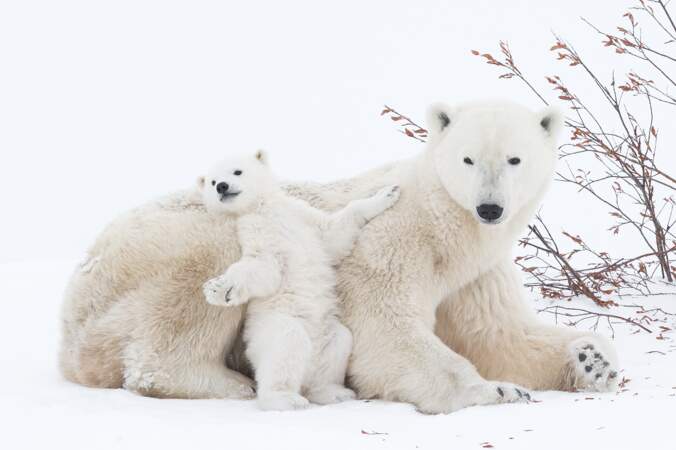 Ours polaire mère avec ses petits au Canada