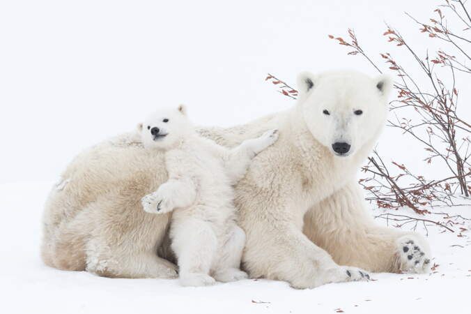 Avec Le New Big Five Votez Pour Vos 5 Animaux Pr f r s En Photo GEO Avec Le New Big Five Votez Pour Vos 5 Animaux Pr f r s En Photo GEO