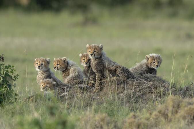 Bébés guépards au Kenya