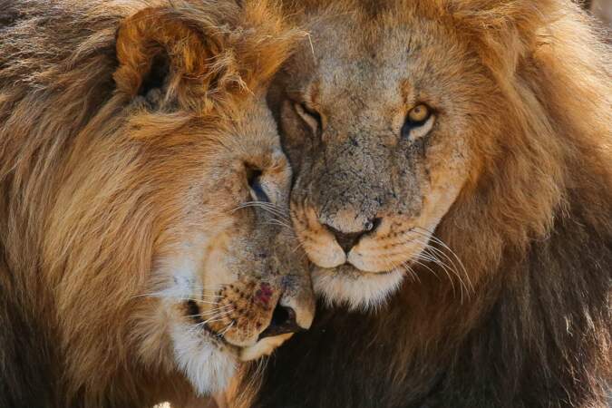 Lions au Kenya