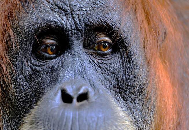 Femelle orang-outan de Sumatra