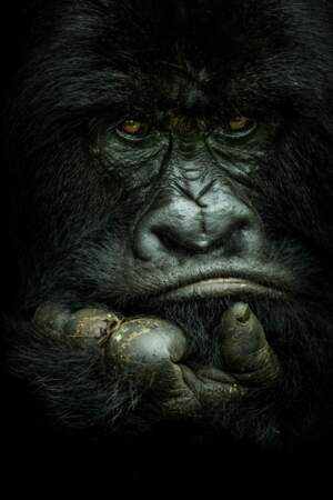 Gorille à dos argenté en RDC