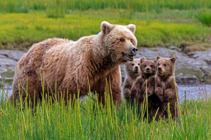 Ours brun, truie et oursons, parc national du lac Clark, Alaska, États-Unis