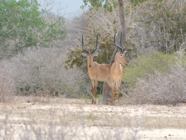 L'antilope hirola au Kenya