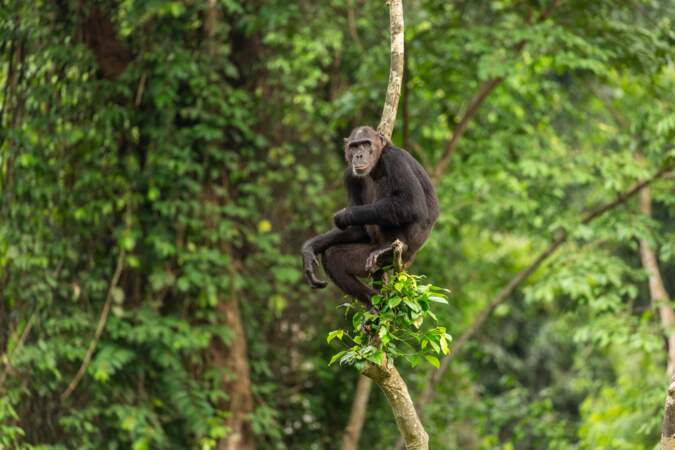 Les chimpanzés au Nigeria