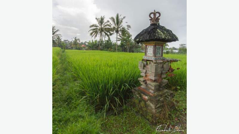 Autel dressé dans les rizières servant à honorer la Déesse de la fertilité et du riz, Dewi Sri 