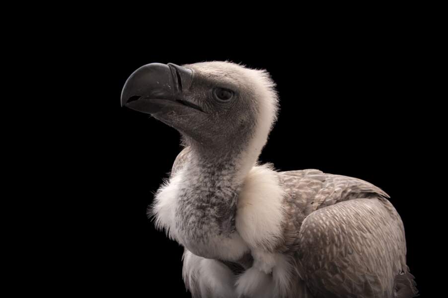 Le vautour à dos blanc africain