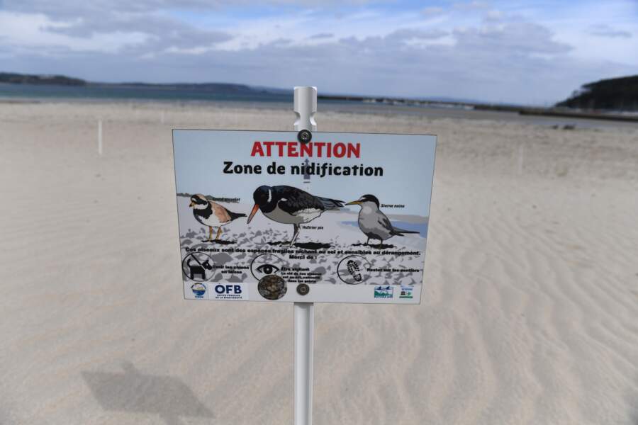 A Crozon, le déconfinement menace les oiseaux du littoral