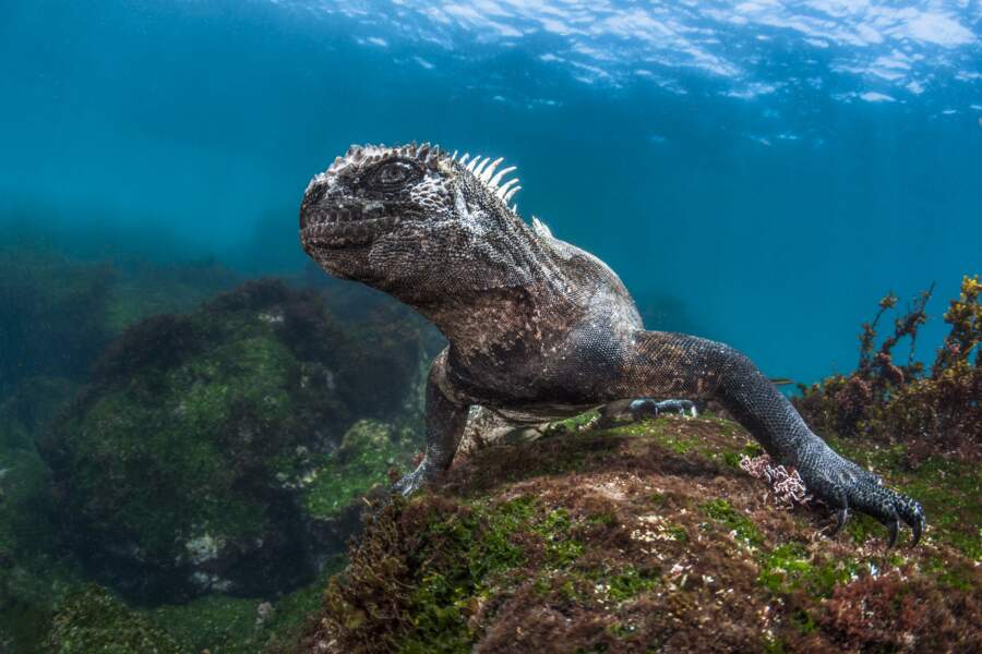 Une créature fascinante des Galápagos