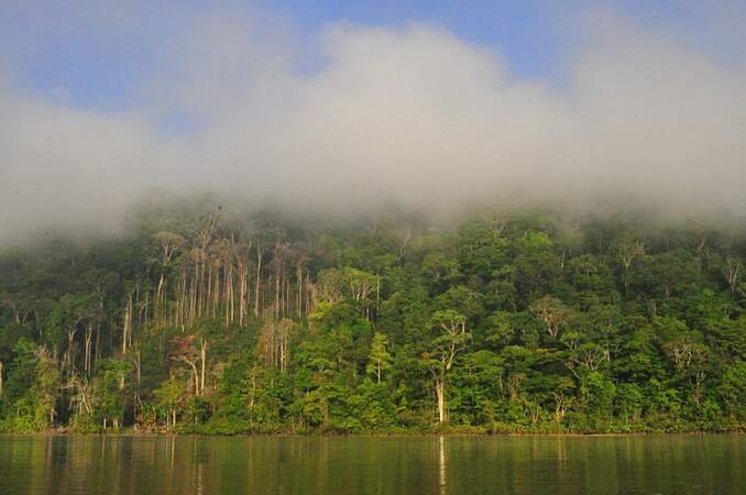 Le parc amazonien de Guyane