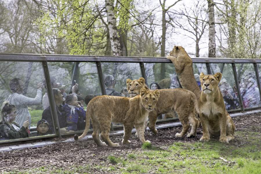 Le Zoo Safari de Thoiry