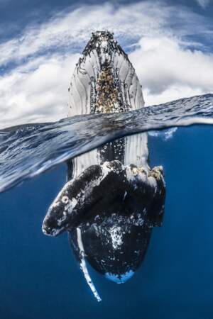 Les merveilles sous-marines dans l’objectif d’un photographe