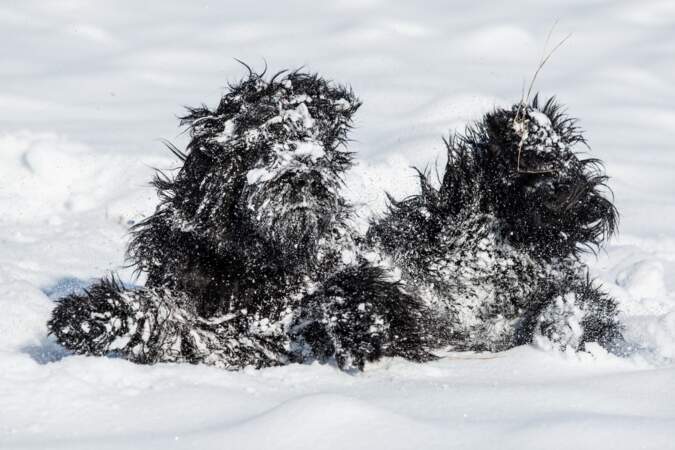 En République tchèque, l'abominable chien des neiges