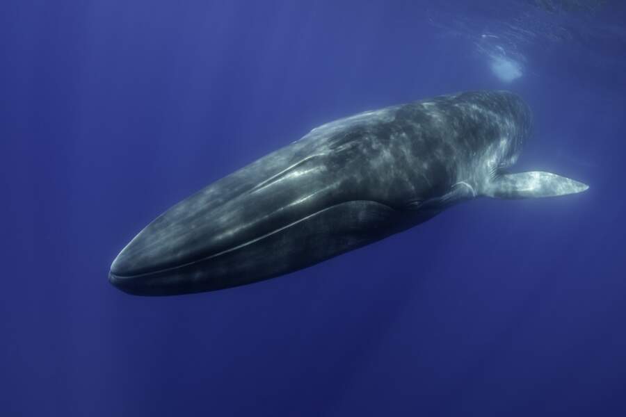 Une baleine aperçue près de Perpignan fait la joie des touristes
