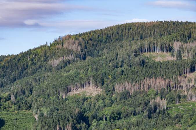 Dans les Vosges, sécheresses et autres calamités successives menacent la forêt