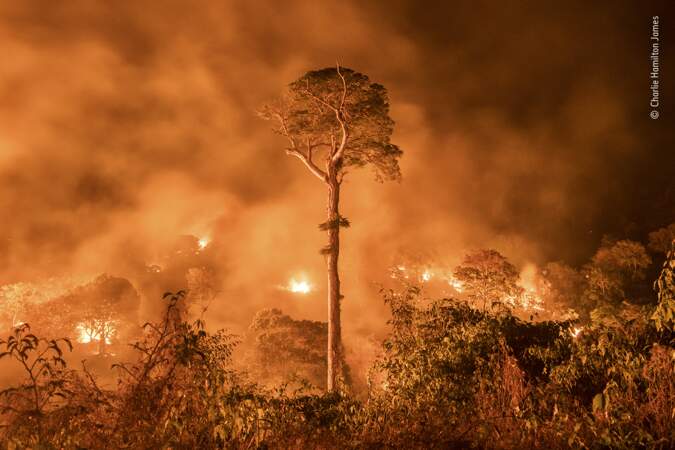 L’Amazonie en proie aux flammes