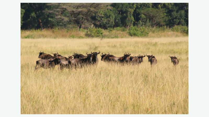La faune du Swaziland 