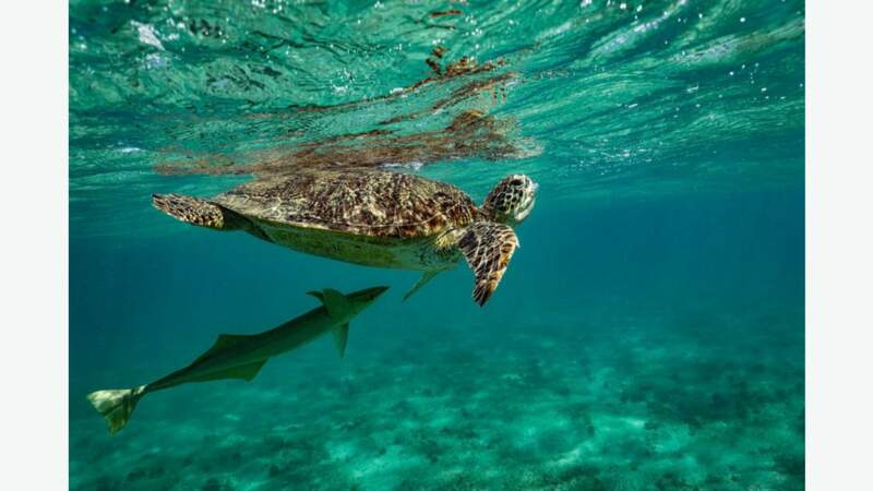 En plongée, rencontre avec une tortue