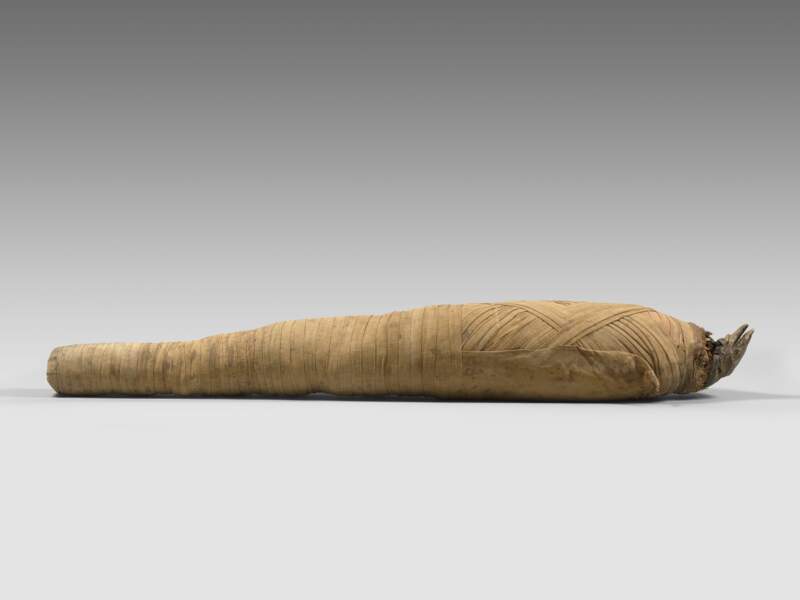 Une étonnante momie de varan du Nil