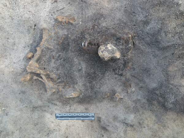 Les restes d'un chien de 8400 ans découverts au milieu d'un ancien village en Suède