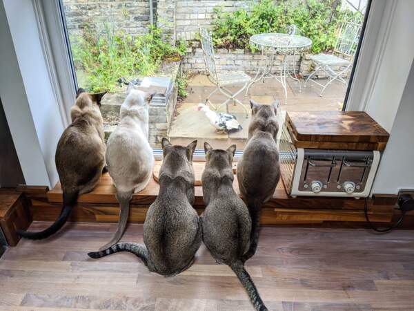Ces cinq "tonkinese cats" regardent leur dîner passer devant la fenêtre de la cuisine