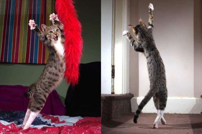 Edmund le chat gallois : félin farceur... et danseur