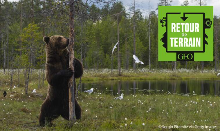 A l'affût des grands prédateurs en Finlande