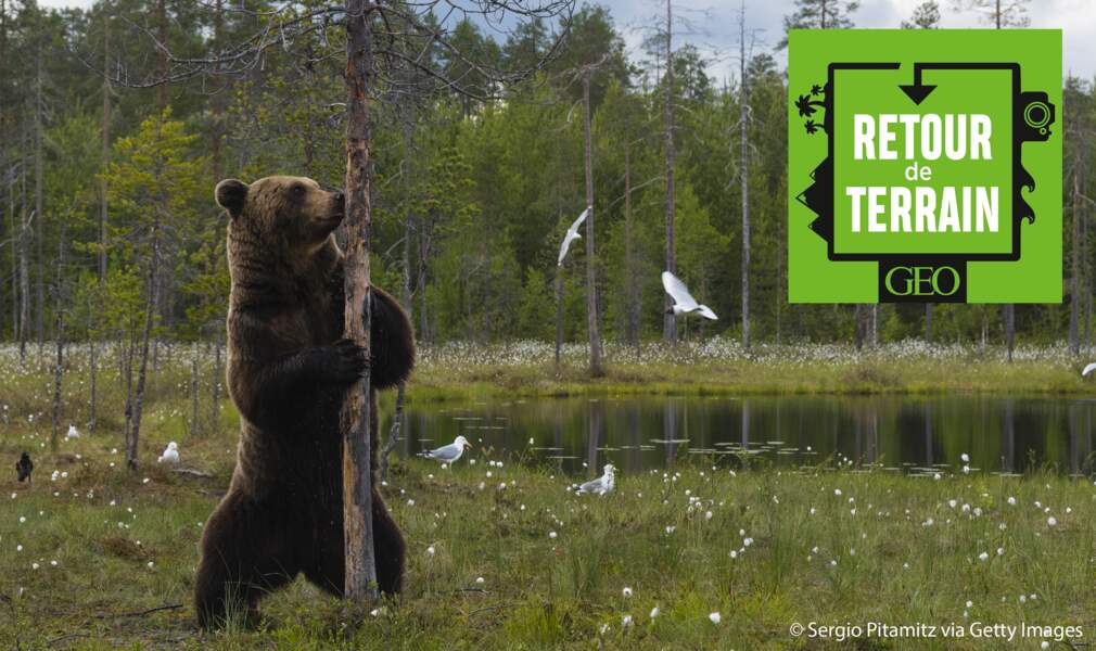 # 8 Ours, gloutons, loups... A l'affût des grands prédateurs en Finlande