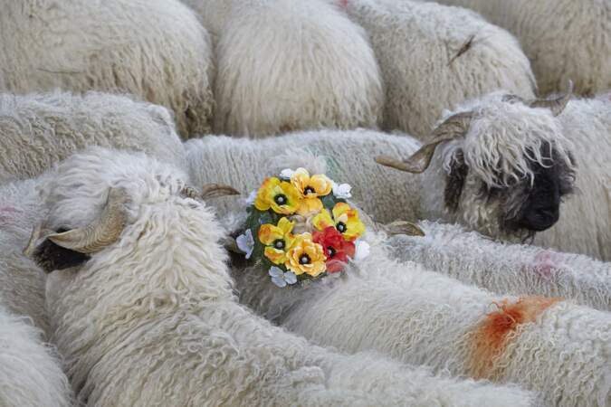 Mouton fleuri