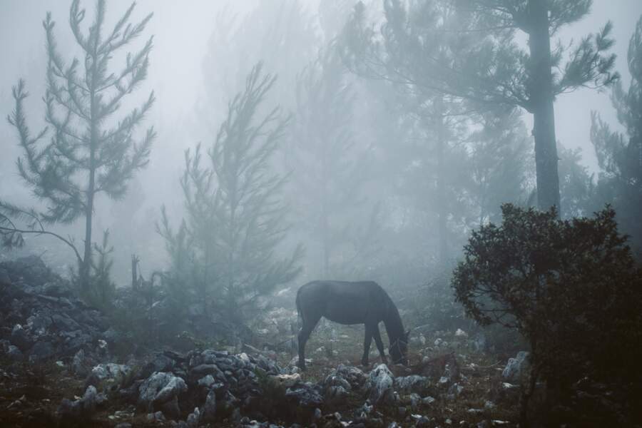 Cheval dans la brume