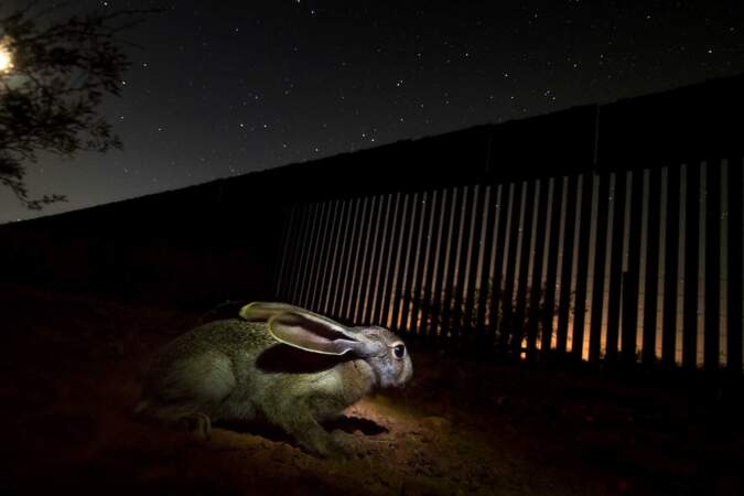 Un lièvre sauvage bloqué par le mur, non loin de la rivière San Pedro à Sonora, au Mexique