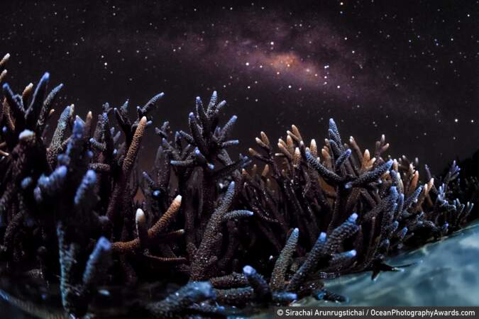 Colo de coraux à marée basse