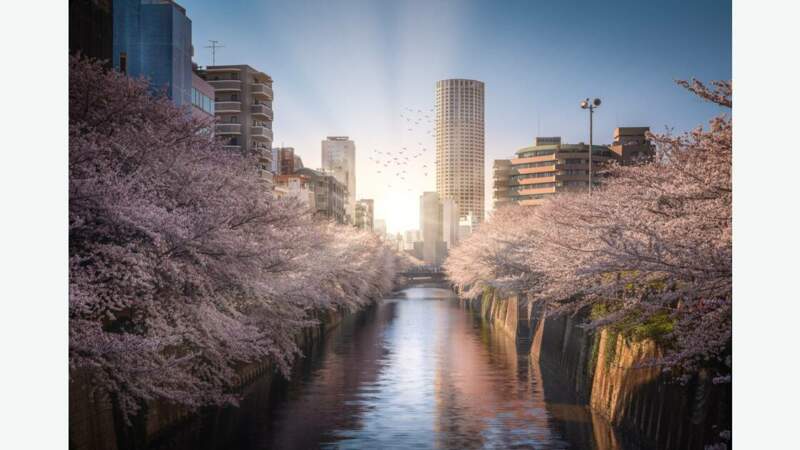 Cerisiers en fleurs, sakura en japonais, le long de la rivière Meguro