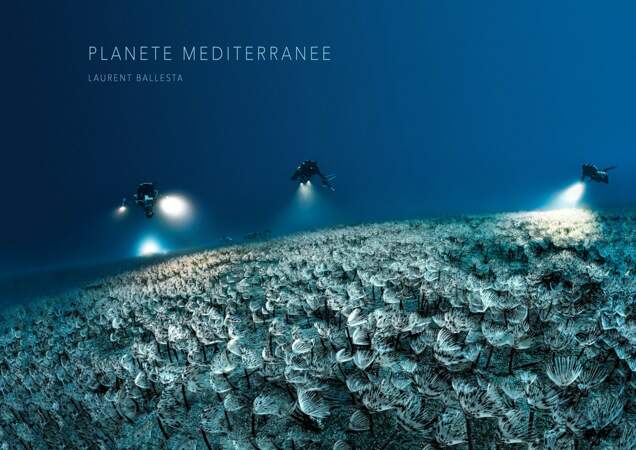 Planète Méditerranée, plongée dans les fonds marins