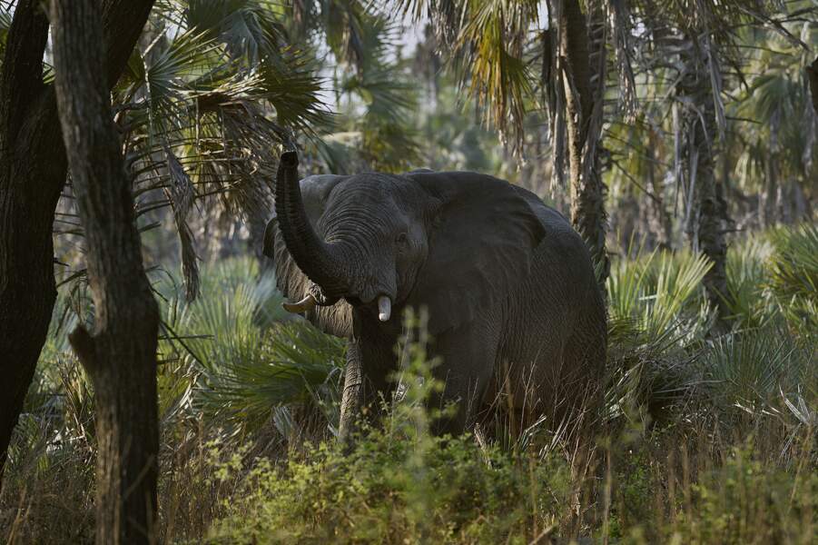 Des éléphants chassés pour leur ivoire