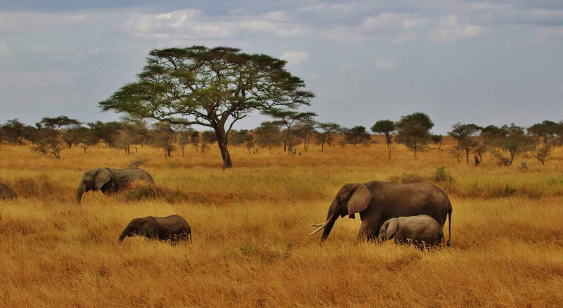 Safari équestre à la rencontre des big five en Tanzanie