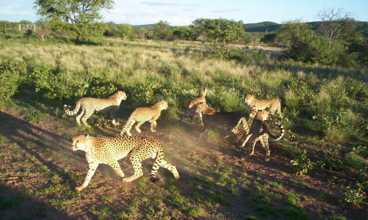 Observer les guépards en Namibie