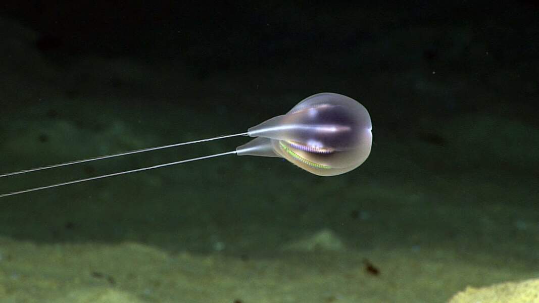 6 - Une créature marine aux allures de ballon transparent