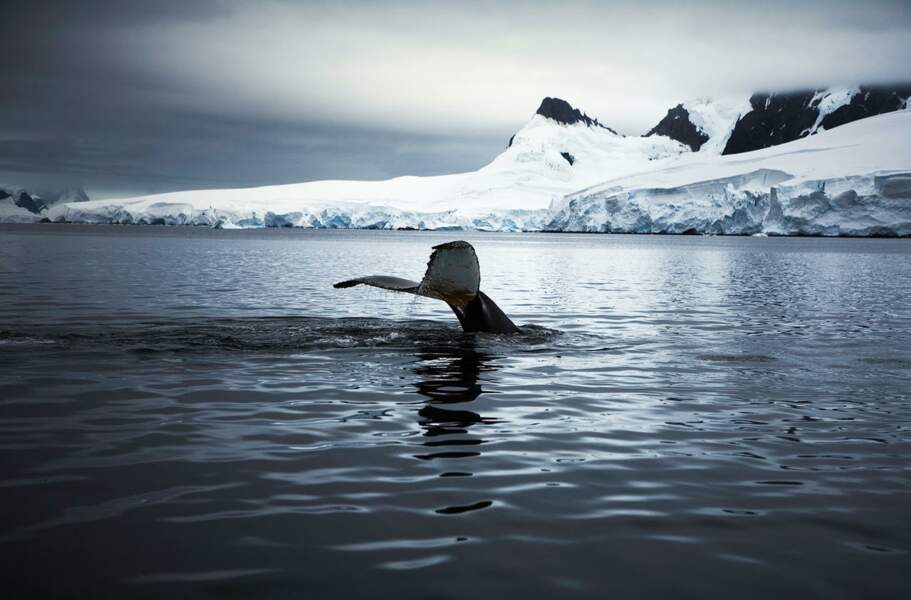 Baleine à bosse de passage dans la pénisule antarctique