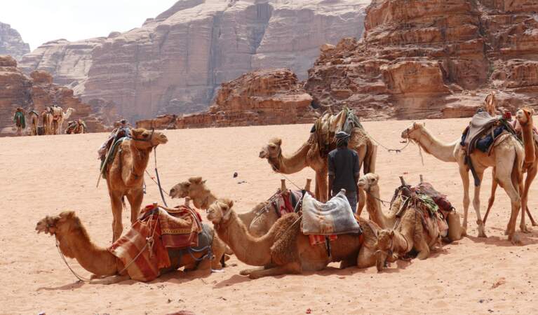 Les Bédouins, maîtres du désert