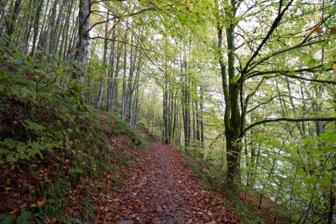 La forêt d'Iraty, au Pays Basque 