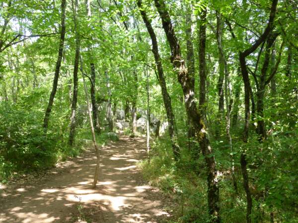 Le bois de Païolive, en Ardèche 