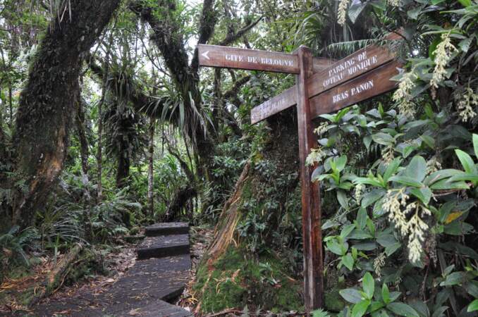 La forêt de Bélouve, à La Réunion 