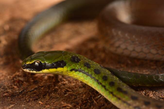 Un serpent aux couleurs boliviennes