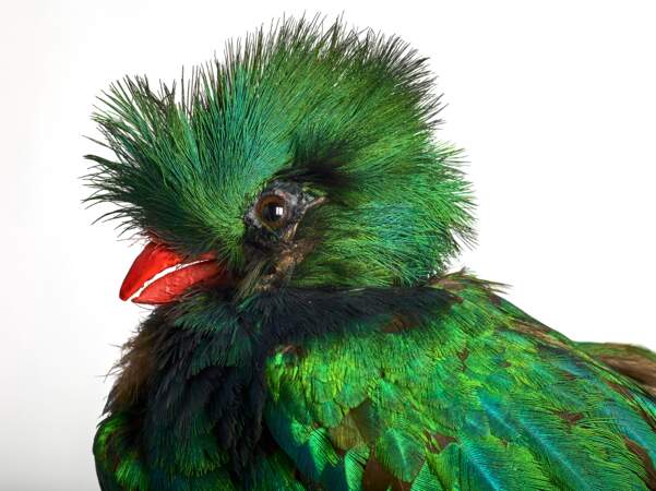 Quetzal resplendissant, Pharomachrus mocinno, famille des trogonidés, Amérique centrale, Mexique