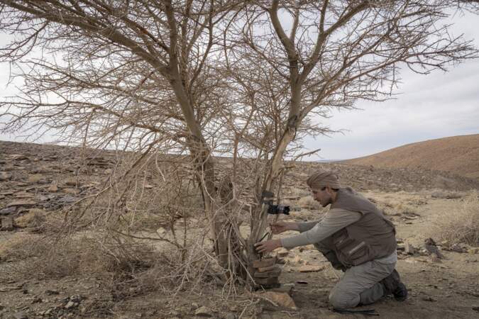 Des pièges pour photographier et compter les habitants du désert