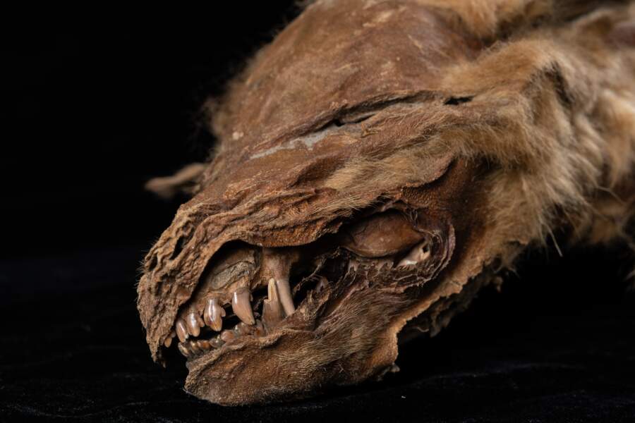Bonus - Un louveteau de 57.000 ans découvert très bien préservé