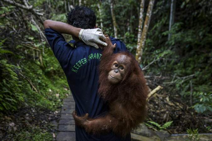 Avec les orangs-outans de Sumatra