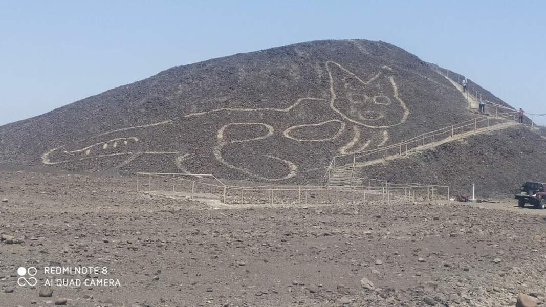 3 - Un gigantesque chaton révélé à Nazca 