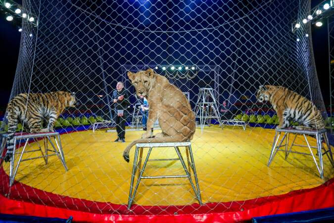 9 - La France va interdire les animaux sauvages dans les cirques
